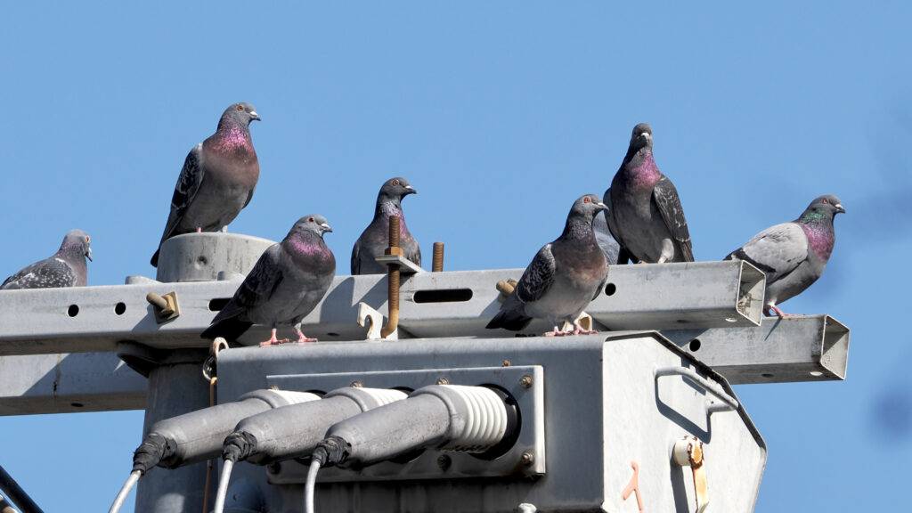 工場設備にとまる鳩の群れ