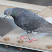 鉄骨の上にとまる鳩