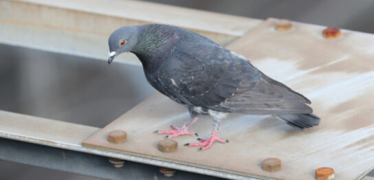 鉄骨の上にとまる鳩