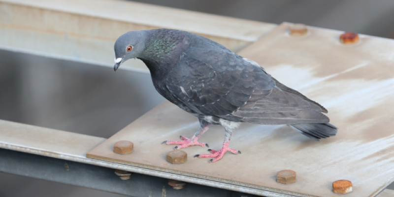鉄骨の上にとまる鳩